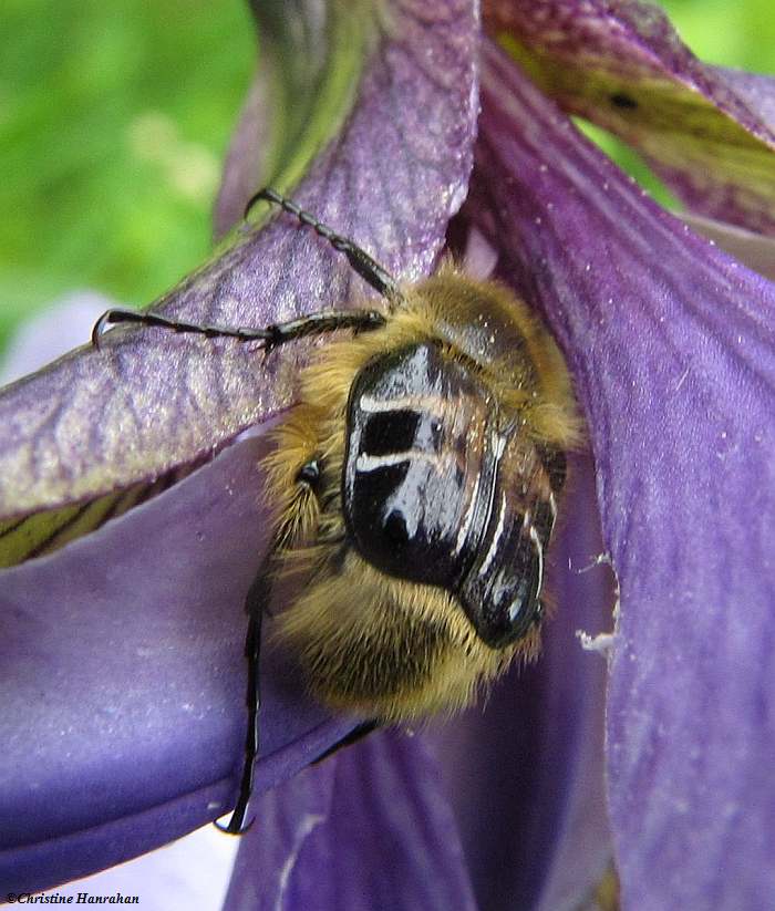 Flower scarab beetle (<em>Trichiotinus  affinis</em>) on iris. A bee mimic