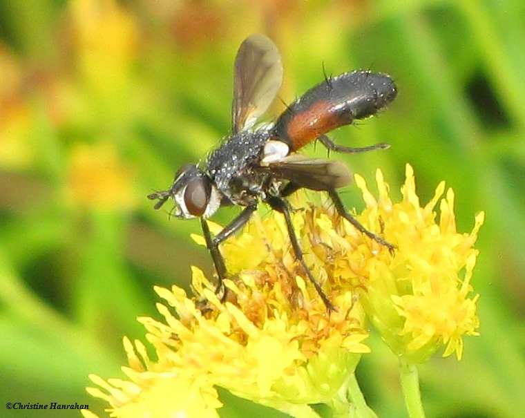 Tachinid fly (Cylindromyia interrupta)