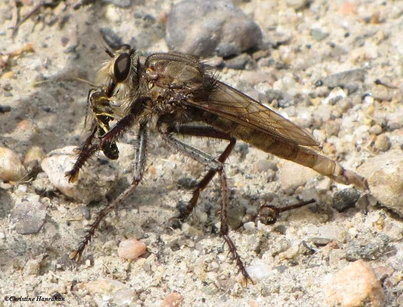 Robber fly (Proctacanthus sp.) with wasp