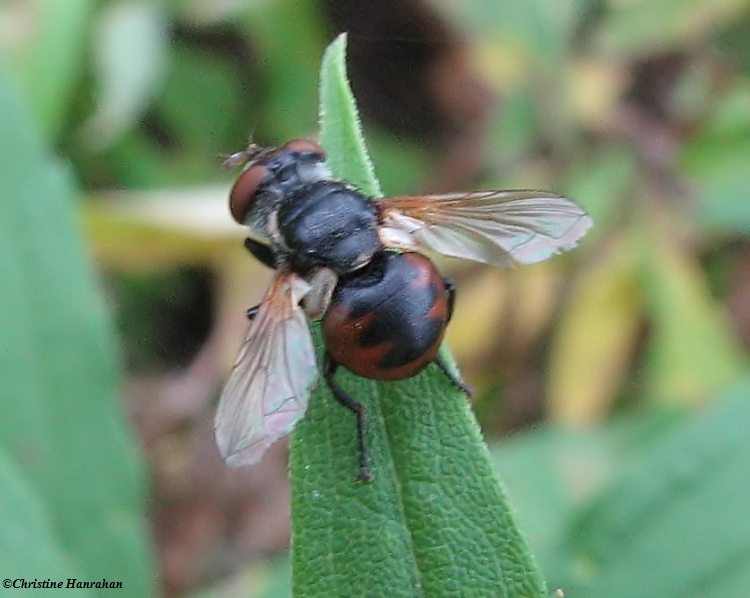 Tachinid fly (Gymnosoma sp.)