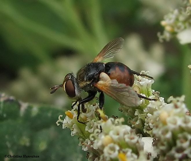 Tachinid fly (Gymnosoma sp.) on Yarrow