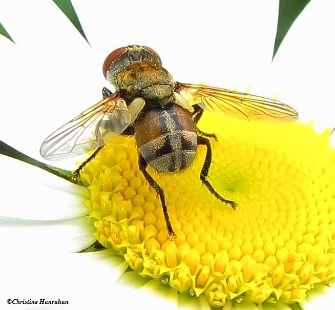 Tachinid fly (Gymnoclytia sp.) on Ox-eye Daisy