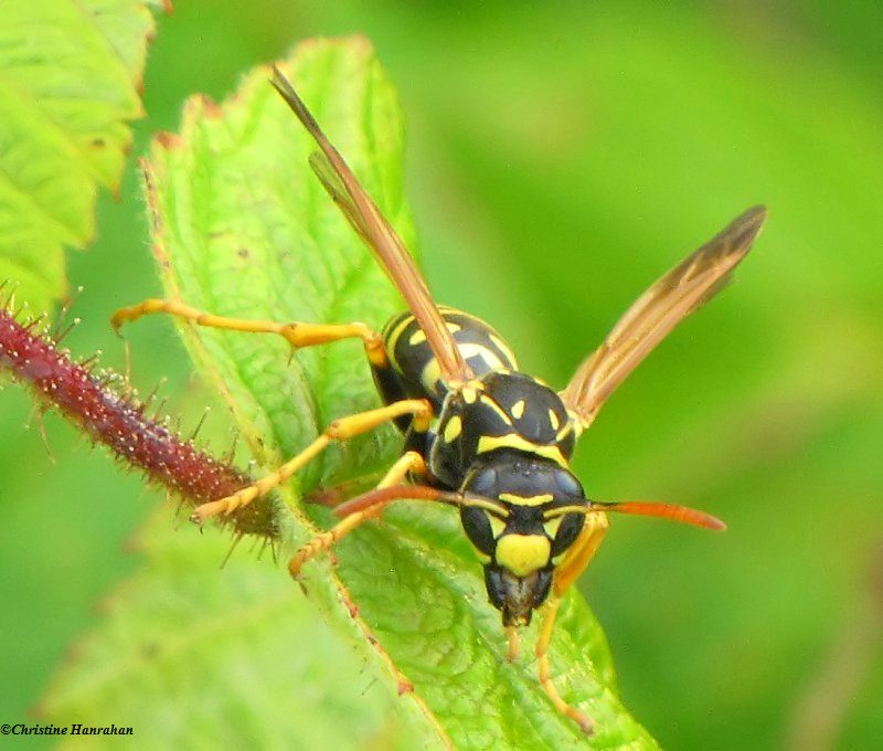 European paper wasp  (Polistes dominula)