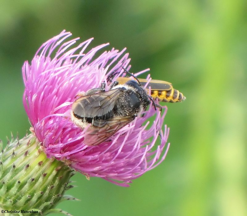 Leafcutter bee and Pennsylvania leatherwing on Nodding thistle