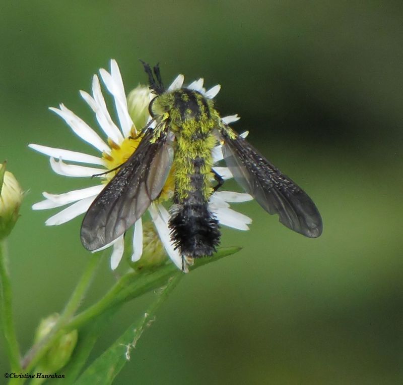 Bee fly (Lepidophora) on aster