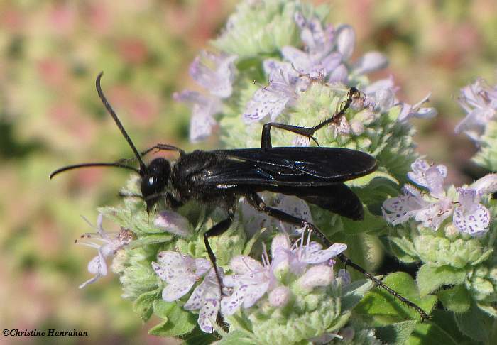 Great black digger wasp (Sphex pensylvanica) on Mountain Mint