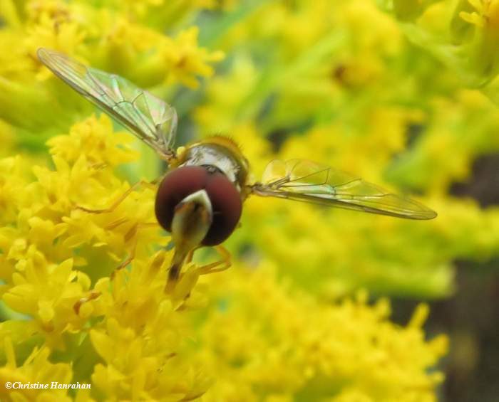 Hover fly  (Allograpta obliqua), front view