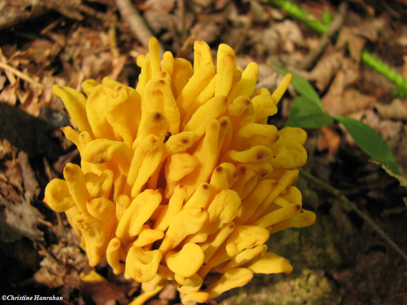 Spindle coral Clavulinopsis sp.