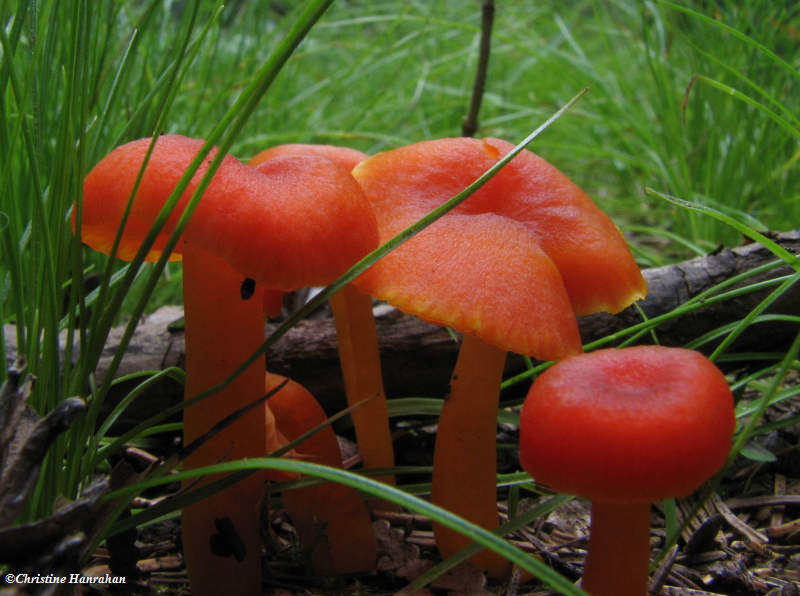 Waxcaps (Hygrocybe sp.)