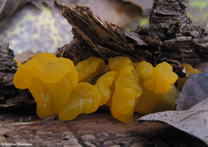 Orange jelly fungus (Dacrymyces palmatus)