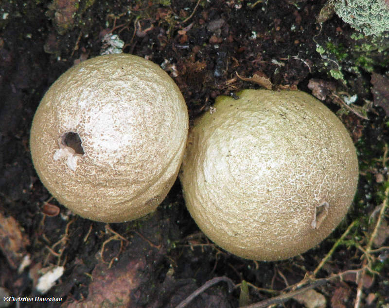 Puffballs (Lycoperdon sp.)