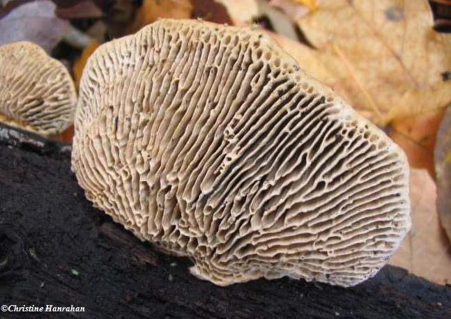 Oak polypore  (Daedalea quercina.)