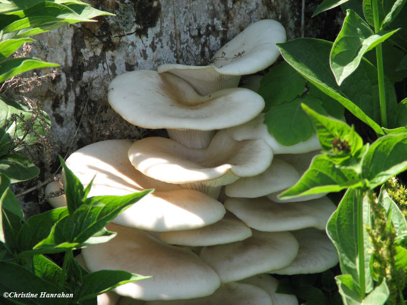 Oyster mushroom (Pleurotus ostreatus)