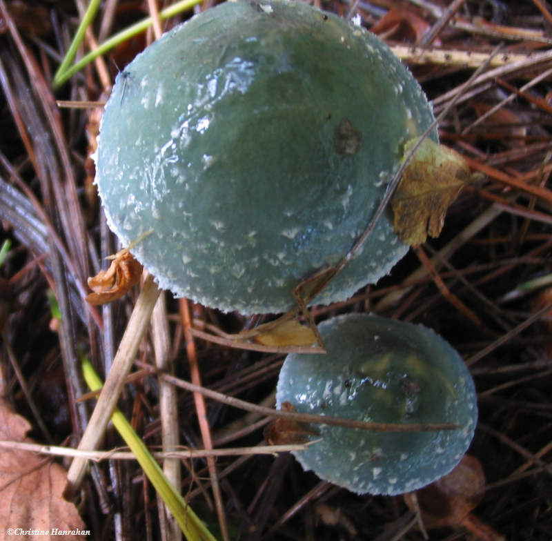 Blue-green Stropharia  (Stropharia aeruginosa)
