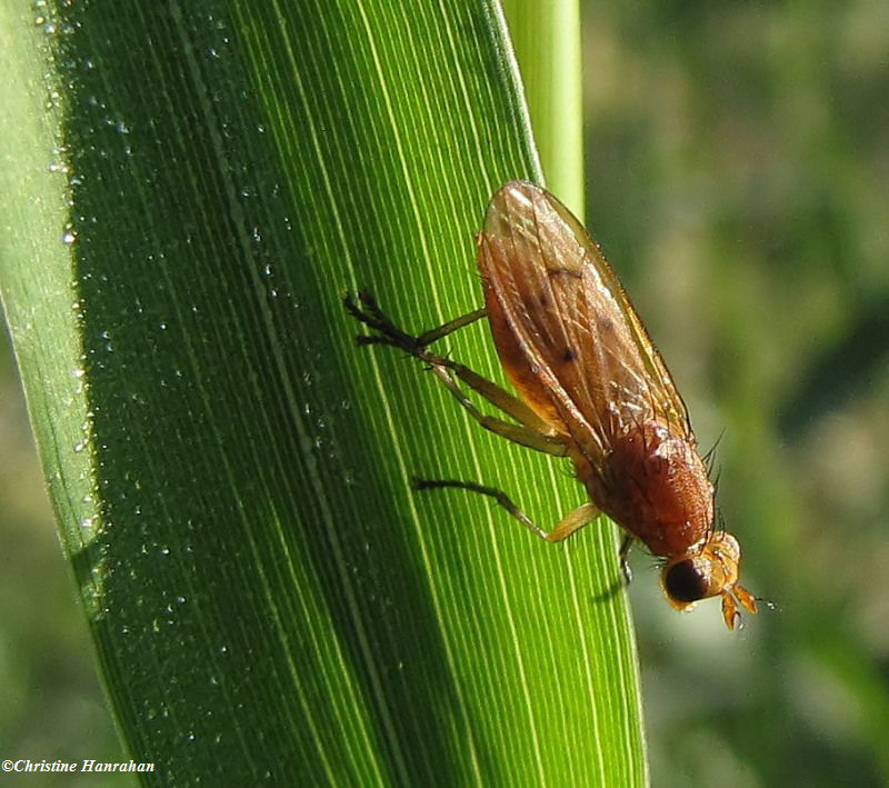 Marsh fly (Sciomyzid) sp., possibly Tetanocera sp.