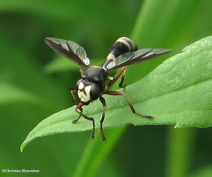 Thick-headed fly (Physocephala sp.)