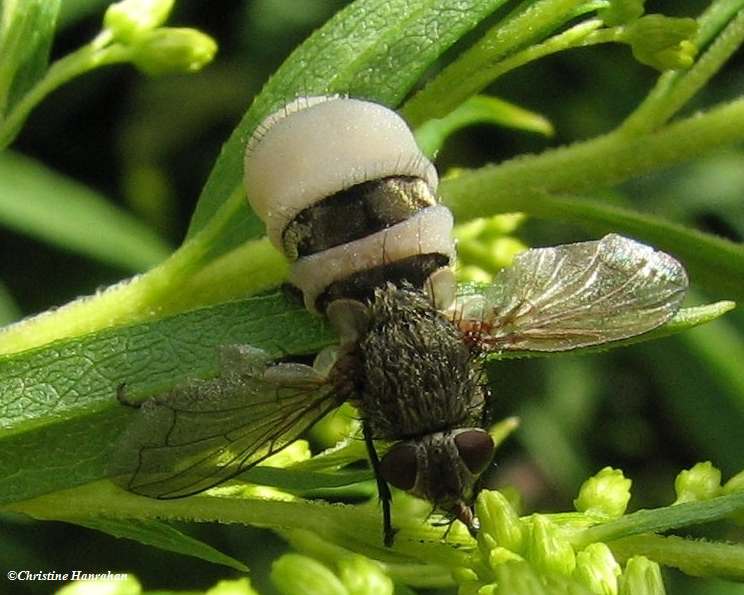 Fly with Entomophthora fungus