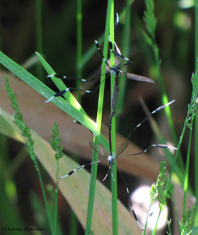 Mating phantom craneflies (Bittacomorpha clavipes)
