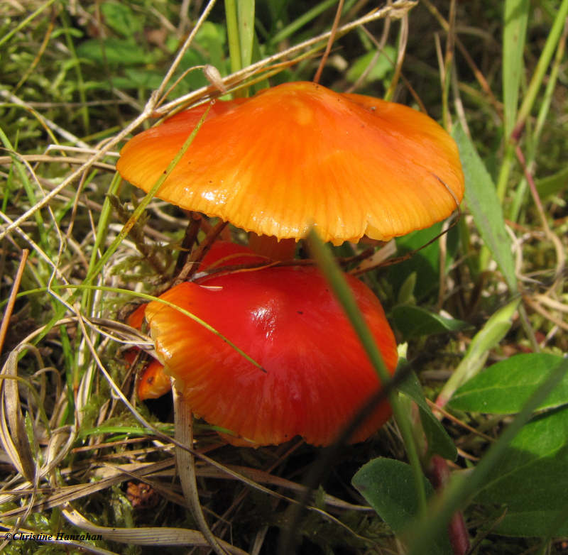 Red mushrooms, possibly a Hygrocybe sp.