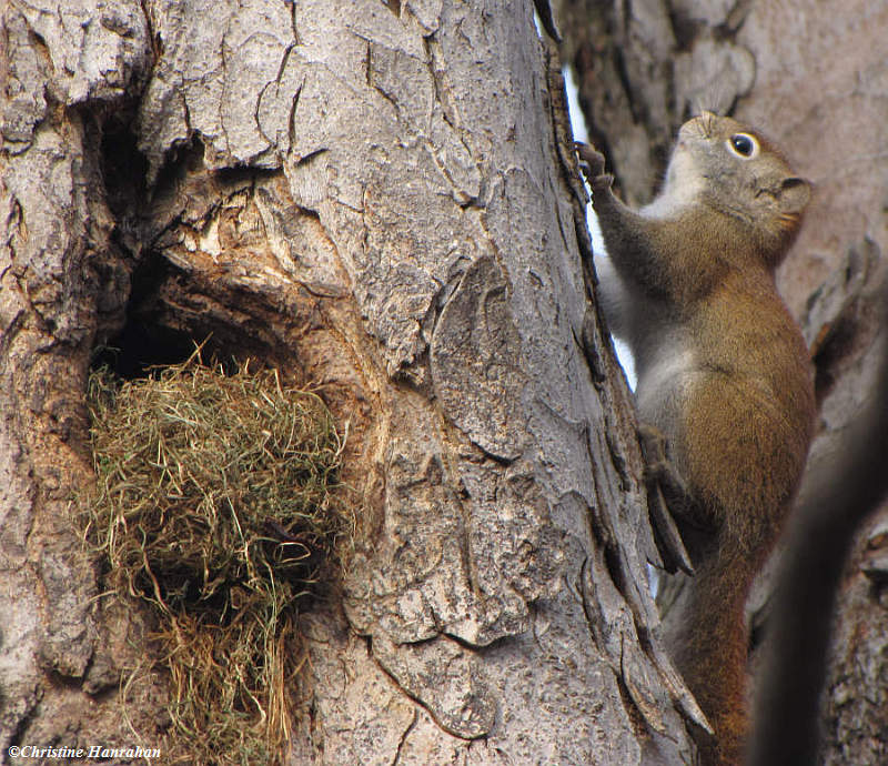 Red squirrel at nest