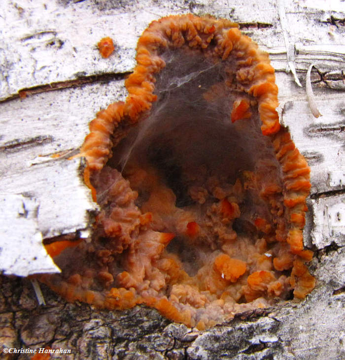 Fungus on birch tree, Phlebia radiata