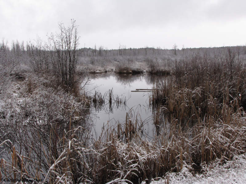 Larose wetland in snow