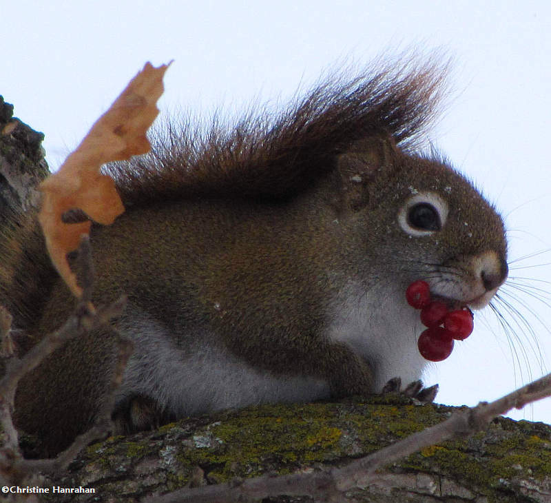 Red squirrel with Highbush cranberry (Viburnum) fruit