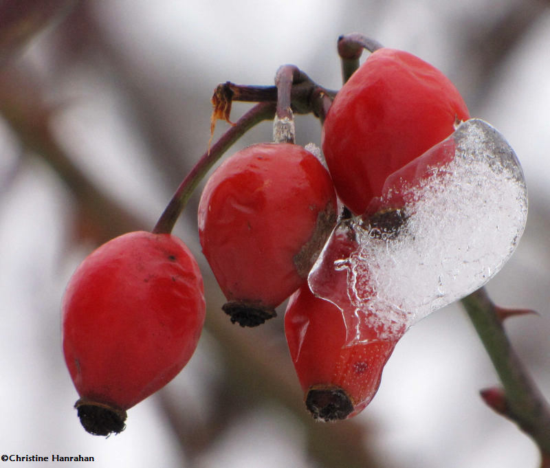 Rose hips on ice
