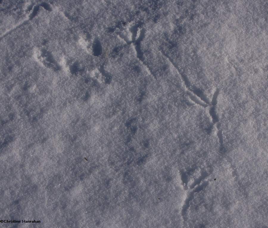 Red squirrel tracks (upper R) and crow tracks