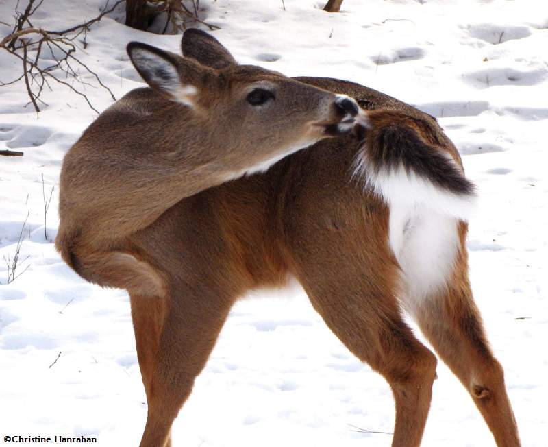 White-tailed deer