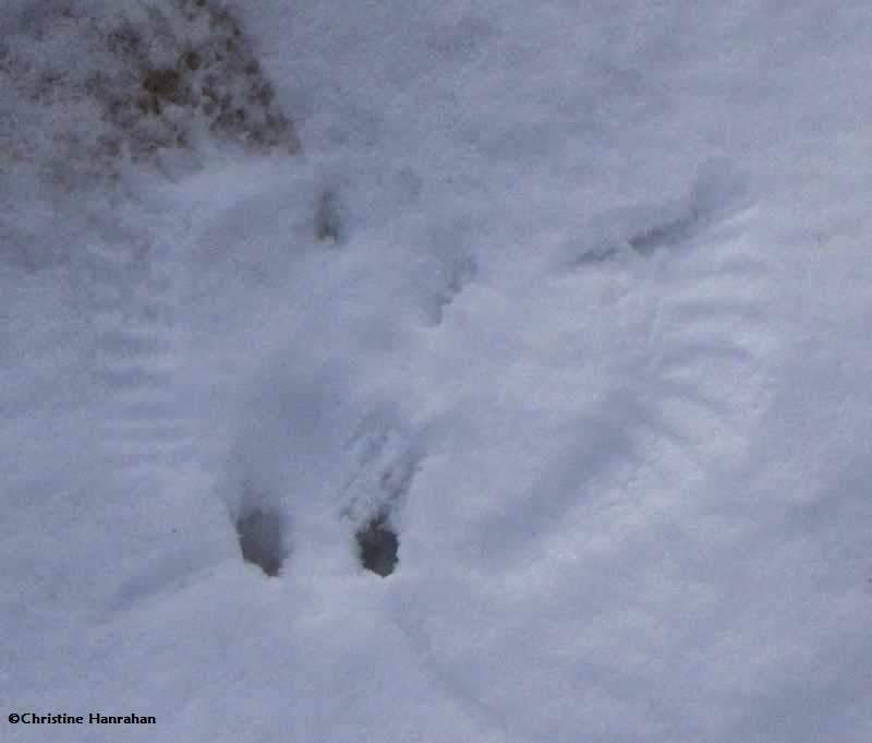 Bohemian Waxwing tracks and wing prints