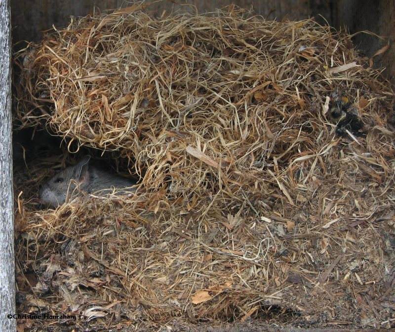 Mouse nest made of grass, in nest box