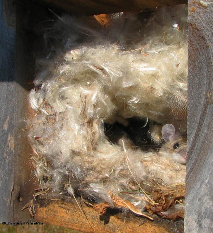 Mouse nest made of milkweed and other seed fluff, in nest box