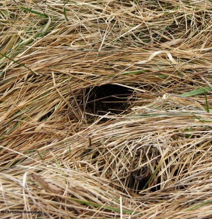 Meadow vole tunnel in grass