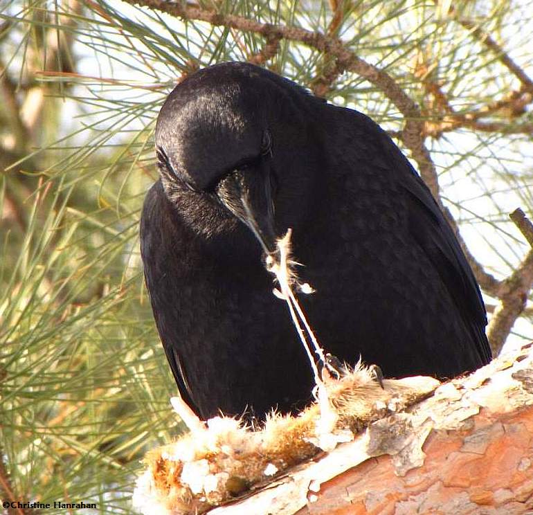 American crow eating.... something