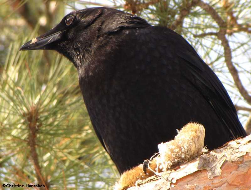 American crow