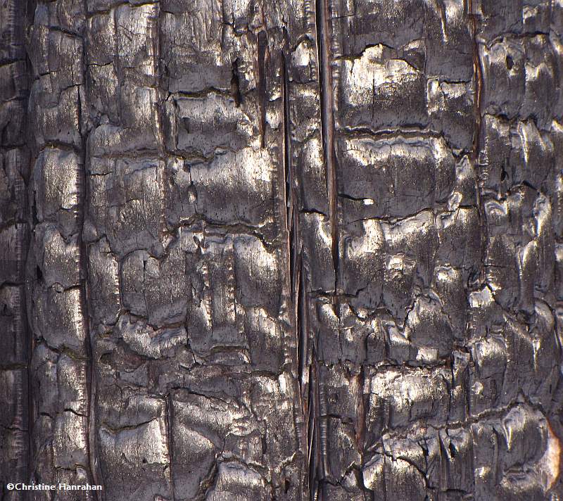 Burned Bark