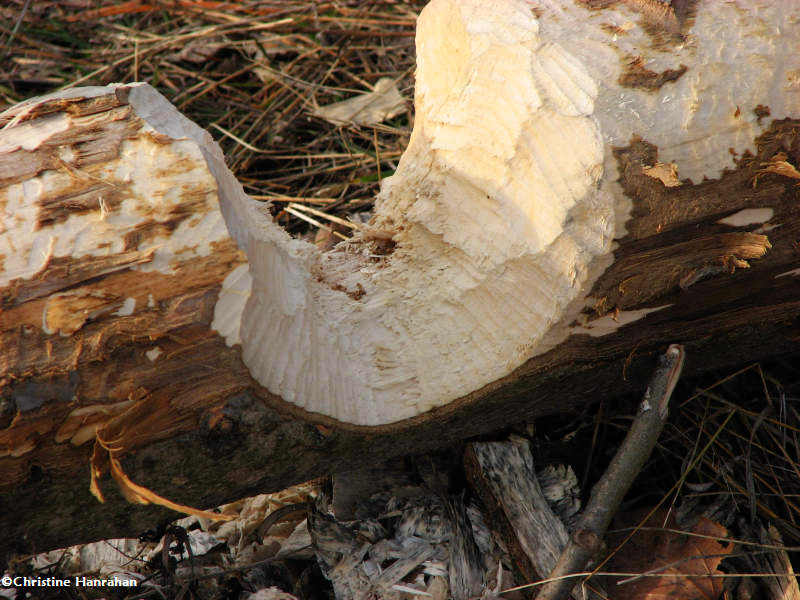 Tree felled and chewed by a beaver