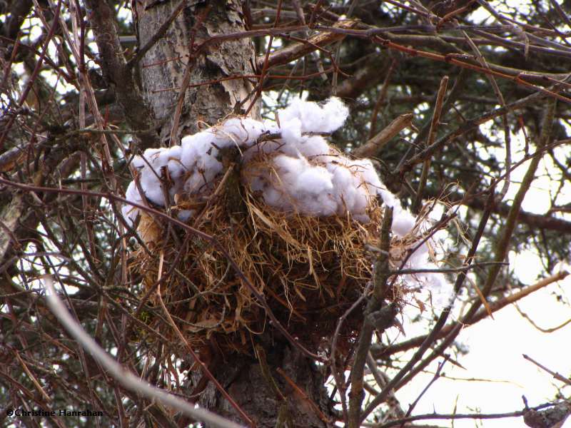 Red squirrel nest with a topping of polyester fill!