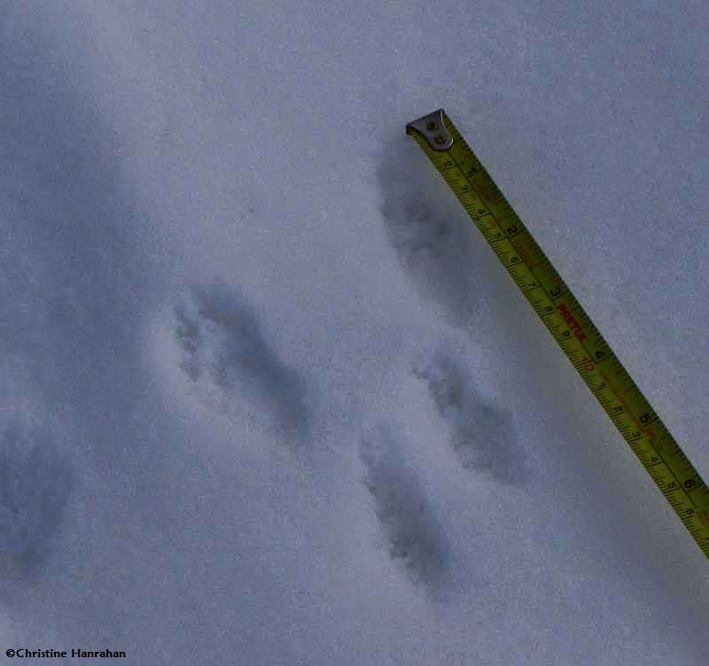 Red squirrel tracks in fresh snow