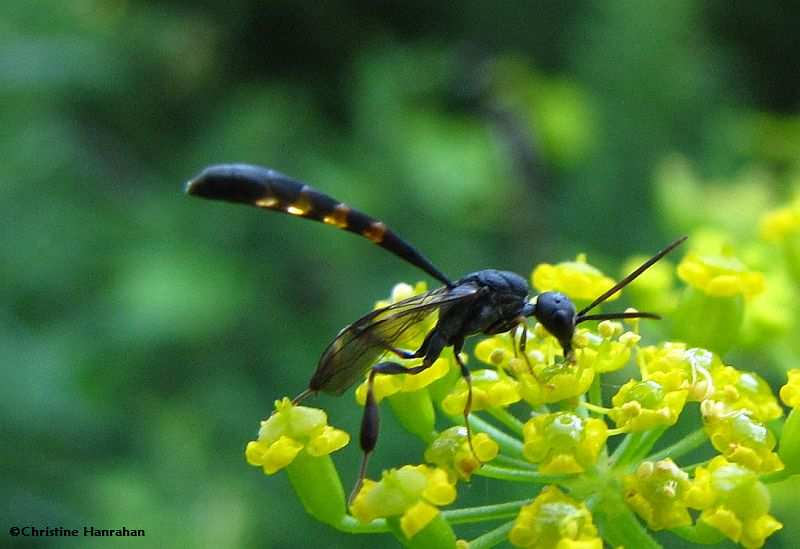 Carrot wasp (Gasteruption),, male, on wild parsley
