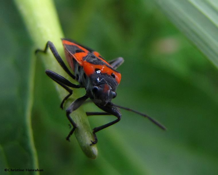Small milkweed bug   (Lygaeus kalmii)