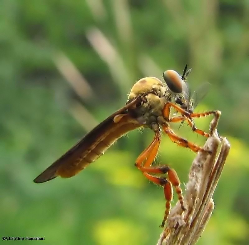 Very tiny Robber fly  (<em>Holcocephala abdominalis</em>)