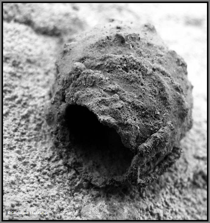 Potter wasp nest,  made by a Eumenes sp.