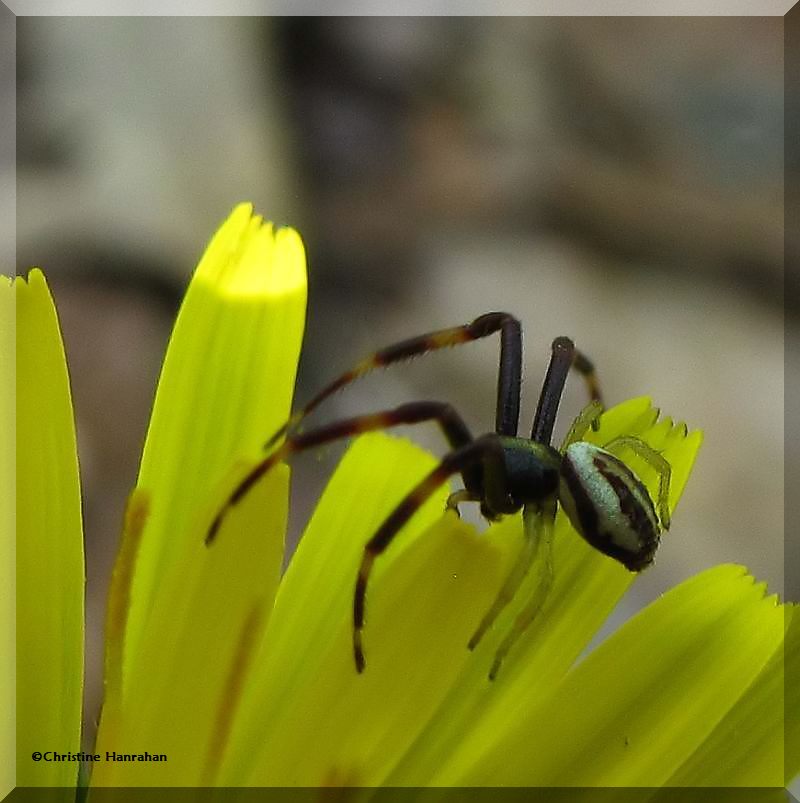 Goldenrod Crab spider (<em>Misumena vatia</em>), male