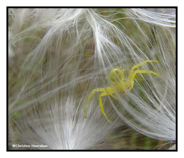 Goldenrod Crab spider, female (Misumena vatia) in milkweed seeds
