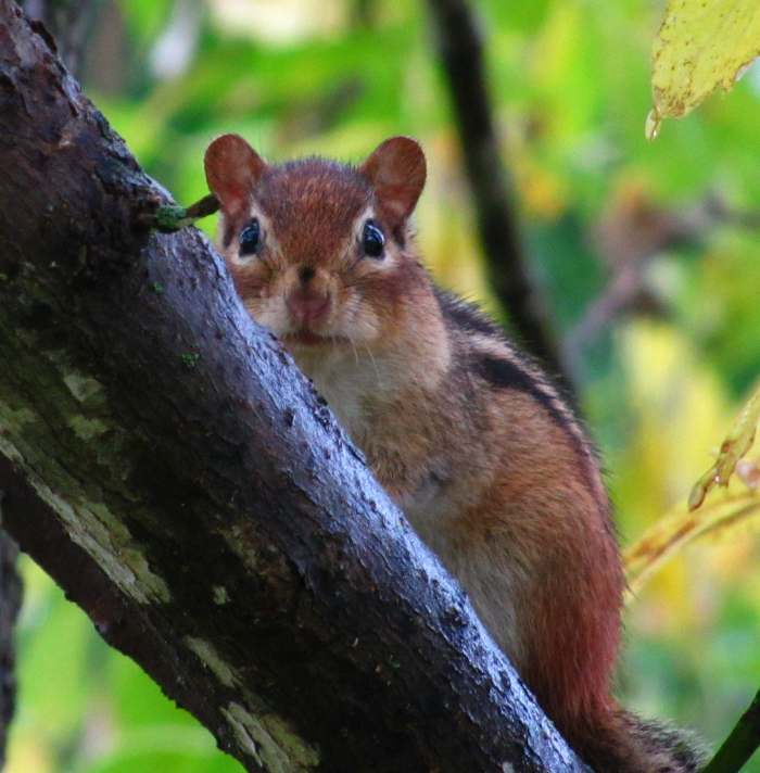 Little chippie