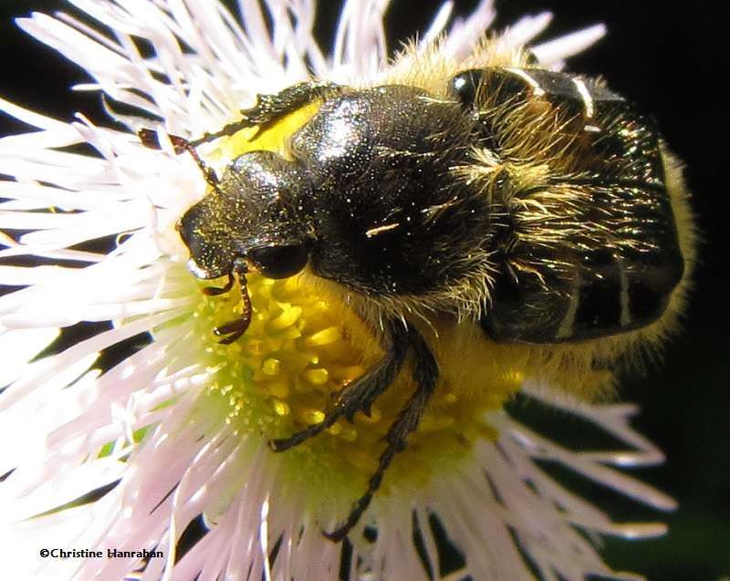 Flower scarab (Trichiotinus affinis) on Daisy fleabane