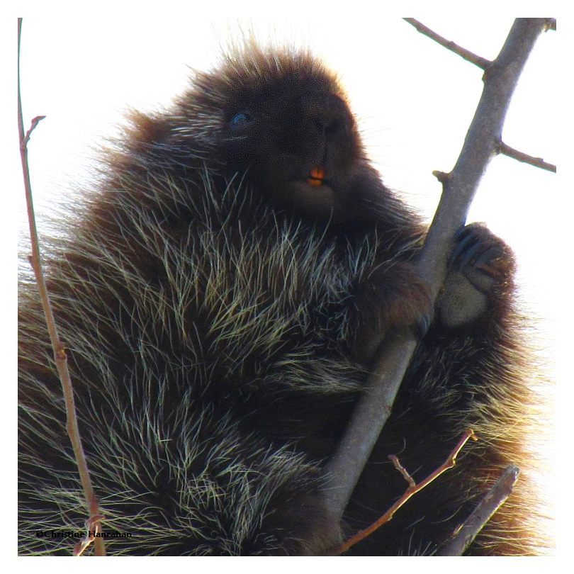 Porcupine