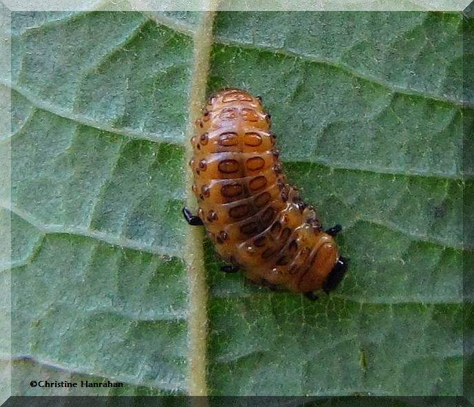 Chrysomelidae Beetle larva